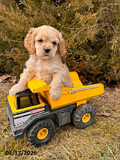 English Cocker Spaniel dogs Milo - Ad 2