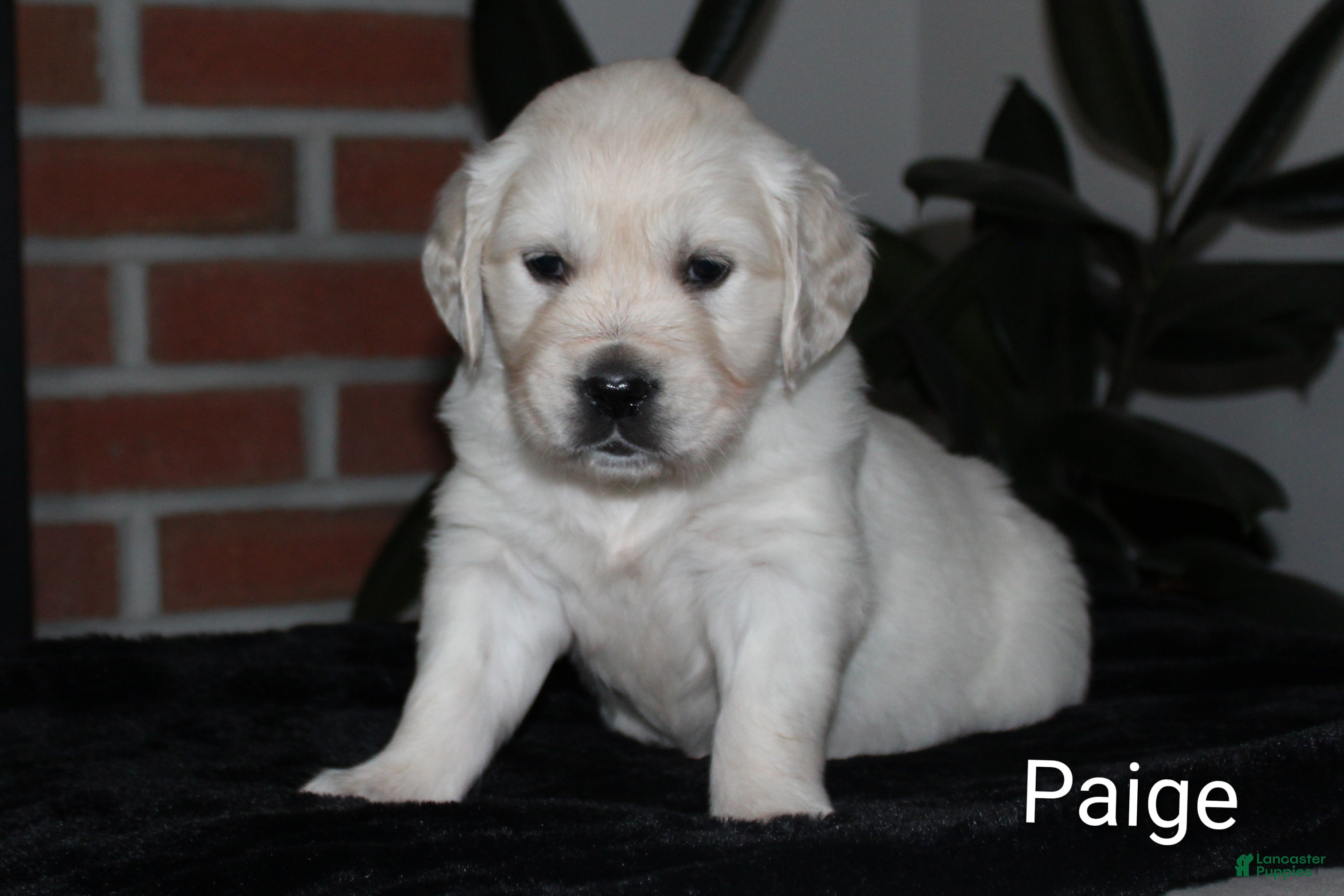 Golden Retriever dogs for sale: Paige - Ad 4