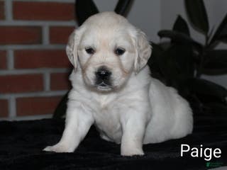 Golden Retriever dogs Paige - Ad 38