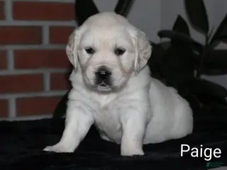 Golden Retriever dogs Paige - Ad 40