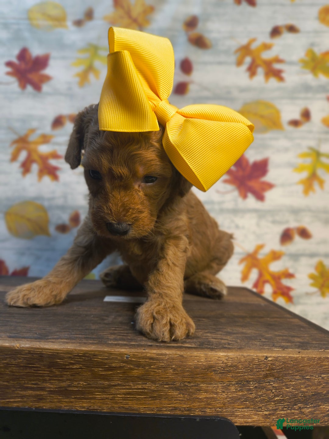 Mini Goldendoodle dogs for sale: S'more - Ad 2