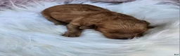 Cavapoo dogs for sale: Mars - Ad 2