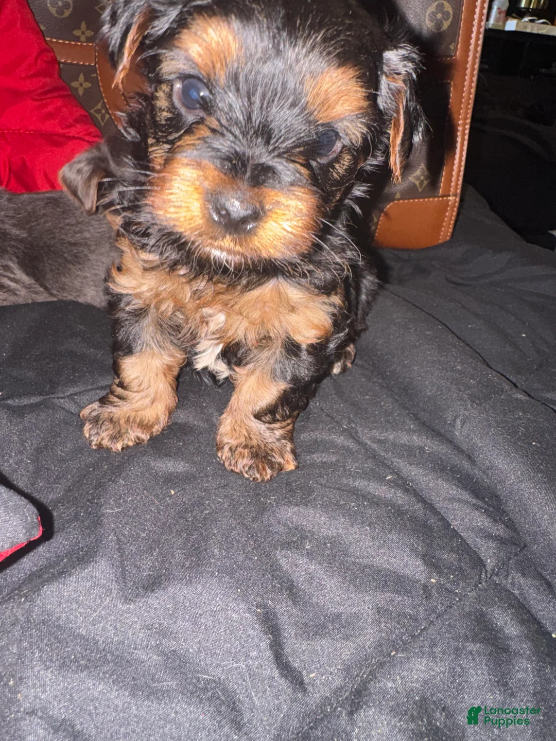 Yorkiepoo dogs for sale: Yorkiepoo 1 - Ad 2