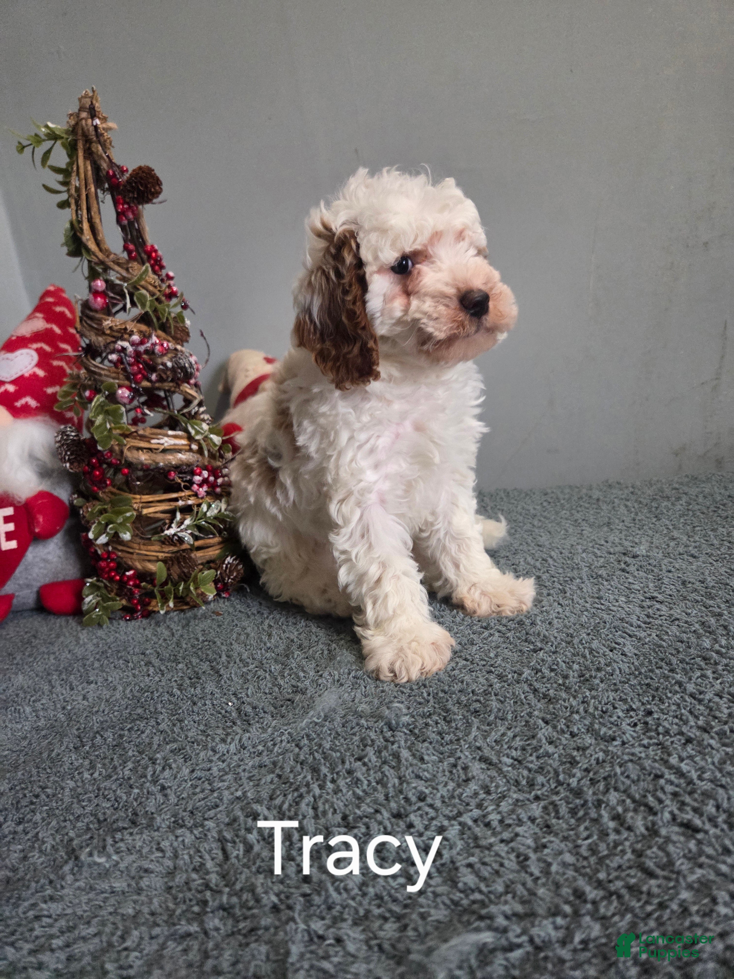 Cavapoo dogs Tracy  - Ad 32
