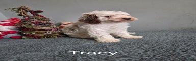 Tracy 