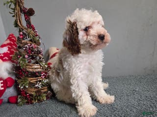 Cavapoo dogs Tracy - Ad 17