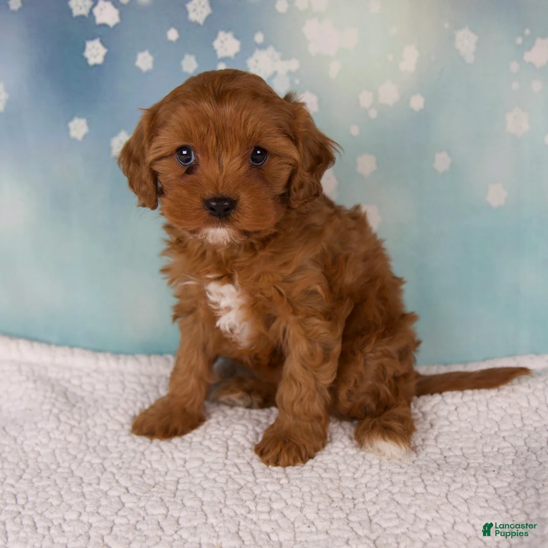 Cavapoo dogs for sale: Eden - Ad 2