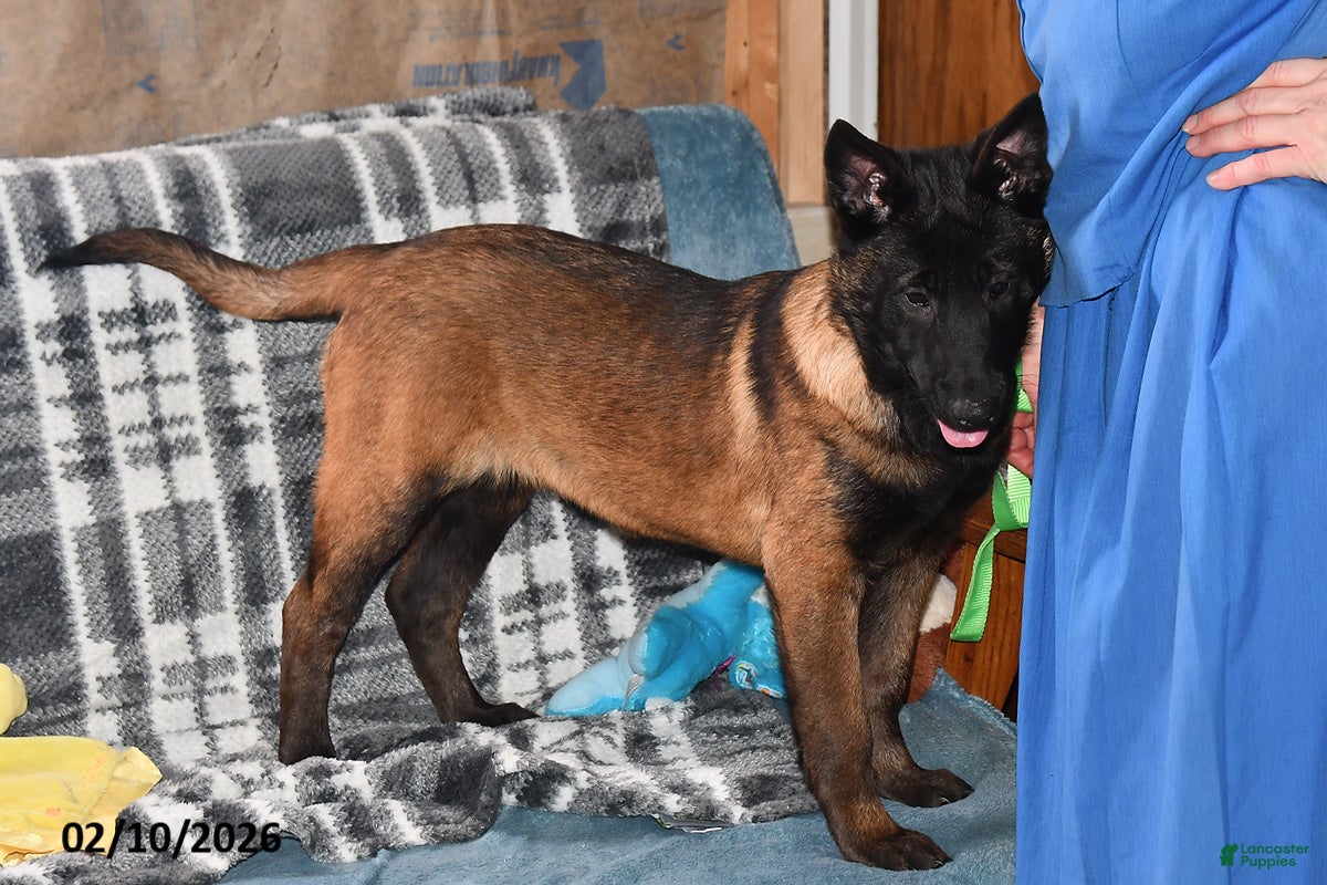 Belgian Malinois dogs Scarlet - Ad 2