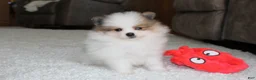 Pomeranian dogs for sale: Leonard - Ad 3