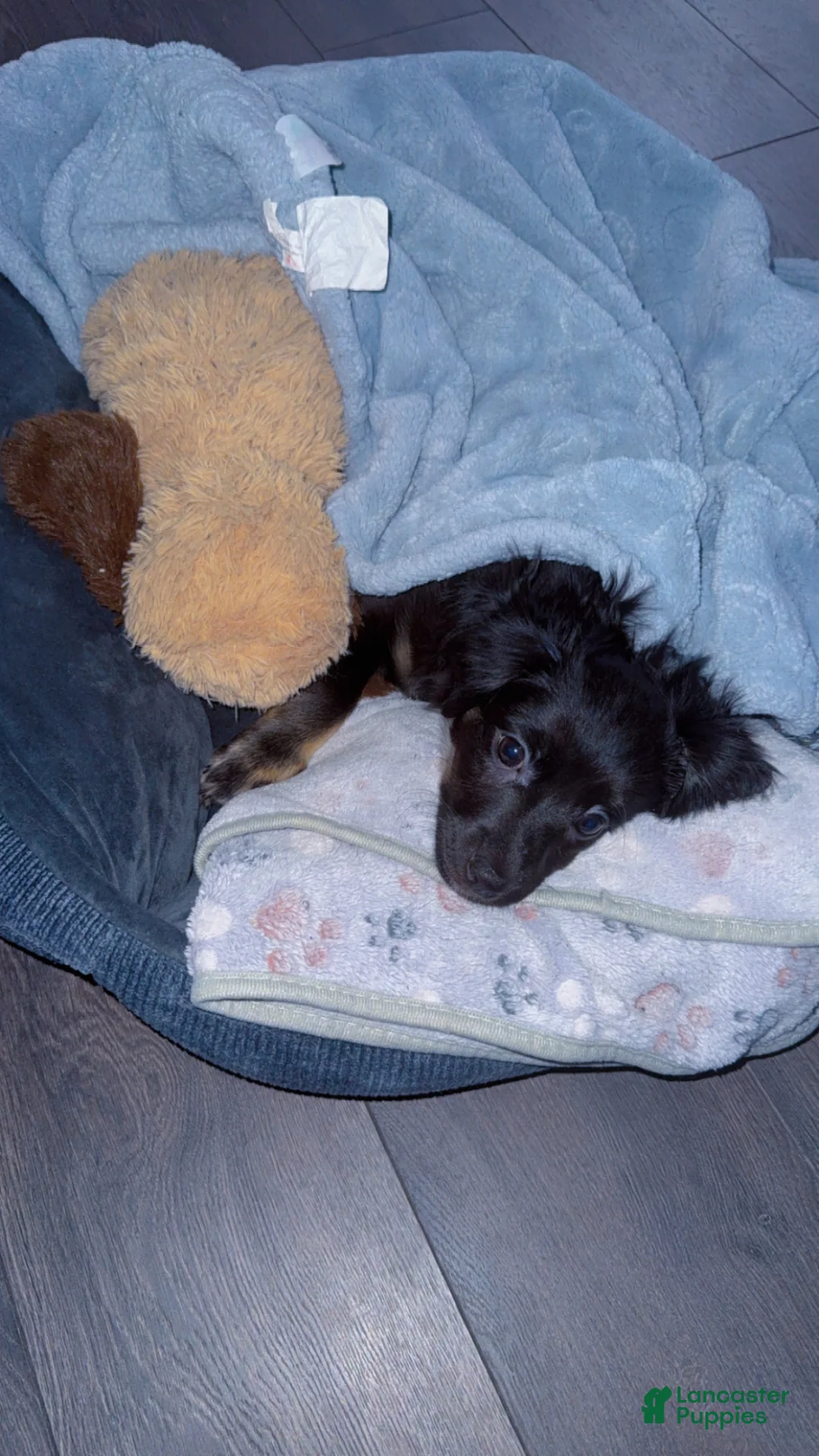 Mixed Breed dogs for sale: Mixed Breed Puppy 1 - Ad 2