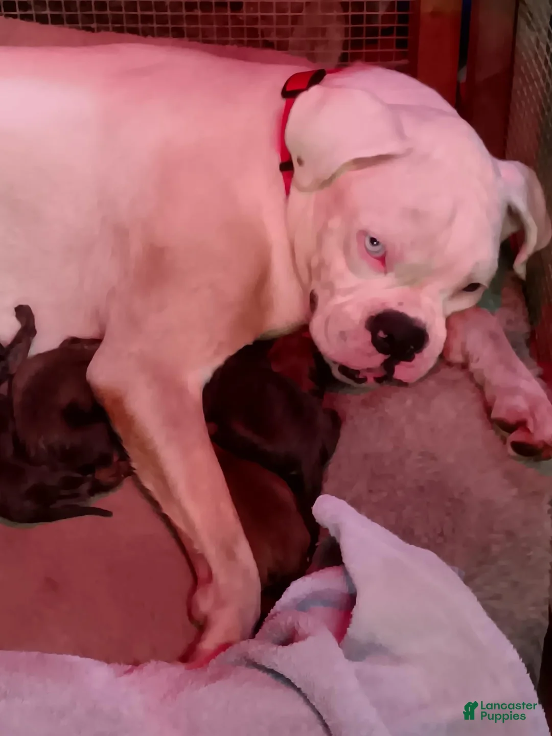 Mixed Breed dogs for sale: Mixed Breed 2 - Ad 2