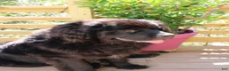Newfoundland dogs for sale: FireFly - Ad 8