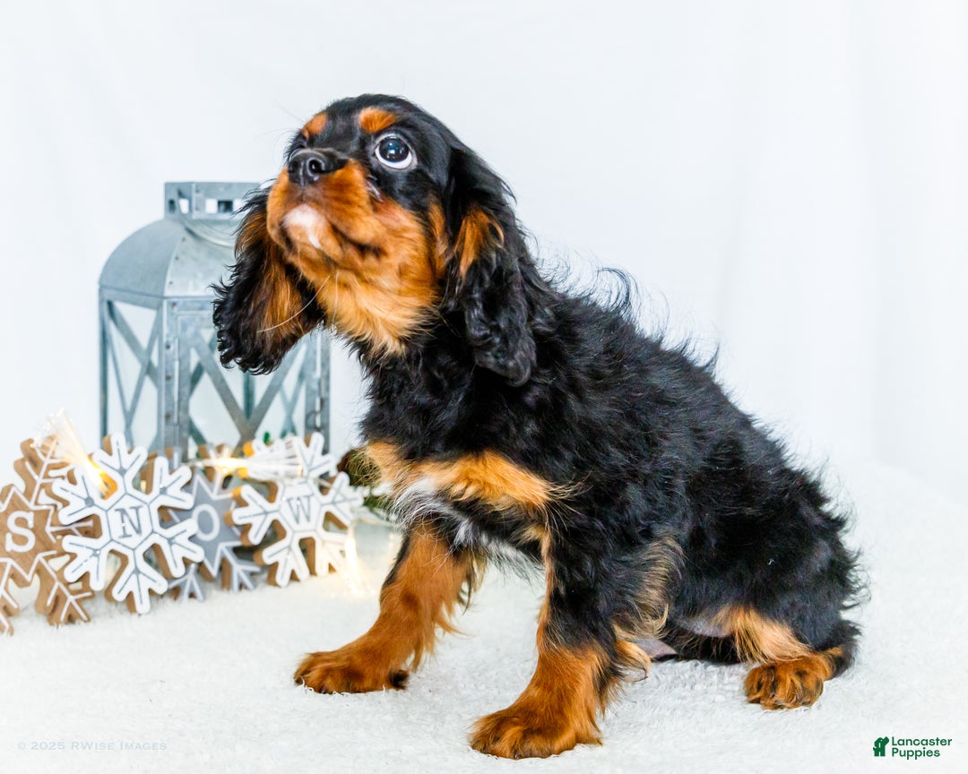 Cavalier King Charles Spaniel dogs for sale: Kringle - Ad 3