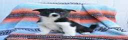 Mixed Breed dogs for sale: Rascal - Ad 2