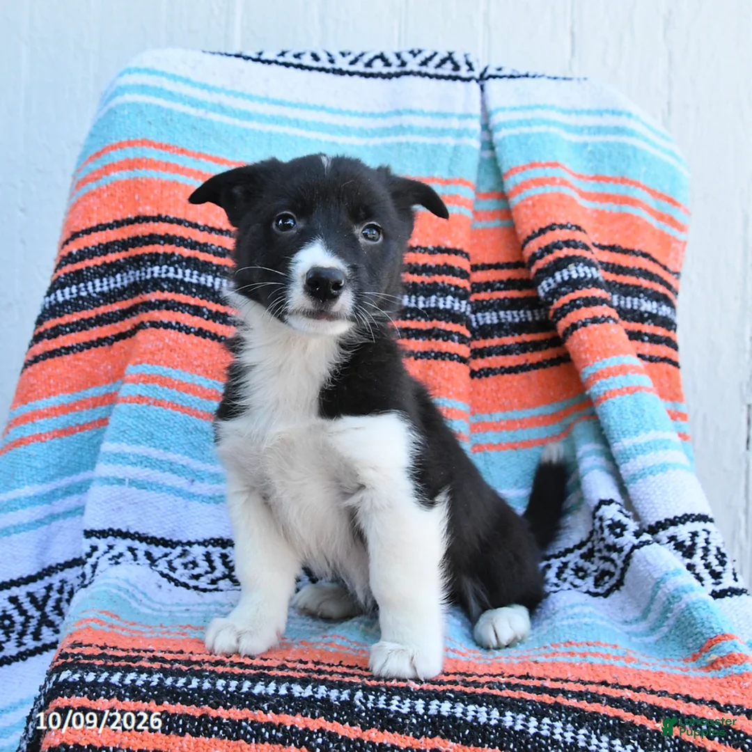 Mixed Breed dogs for sale: Rascal - Ad 2