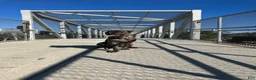 Cane Corso dogs for sale: Monte Carlo  - Ad 31