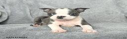 Boston Terrier dogs for sale: Sylvester - Ad 3