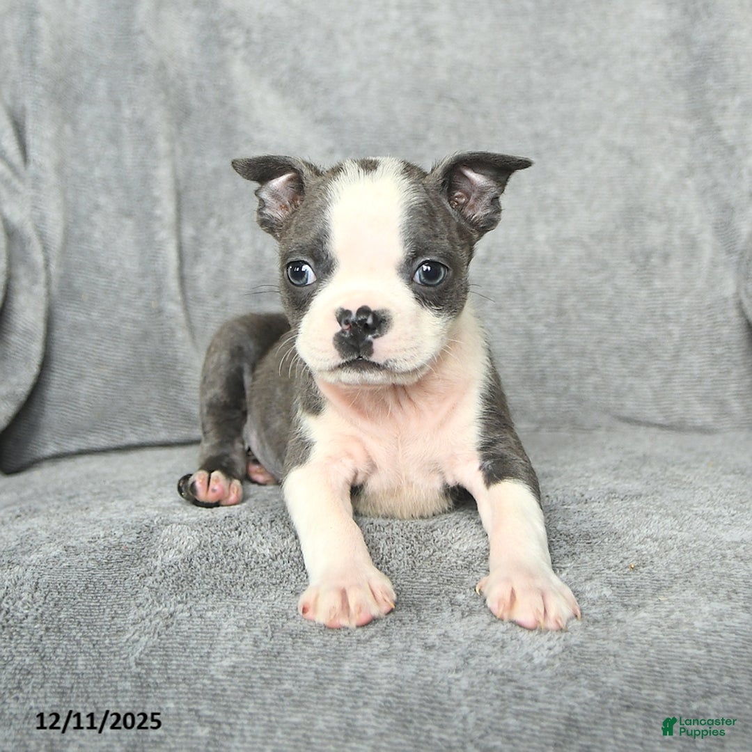 Boston Terrier dogs for sale: Sylvester - Ad 3