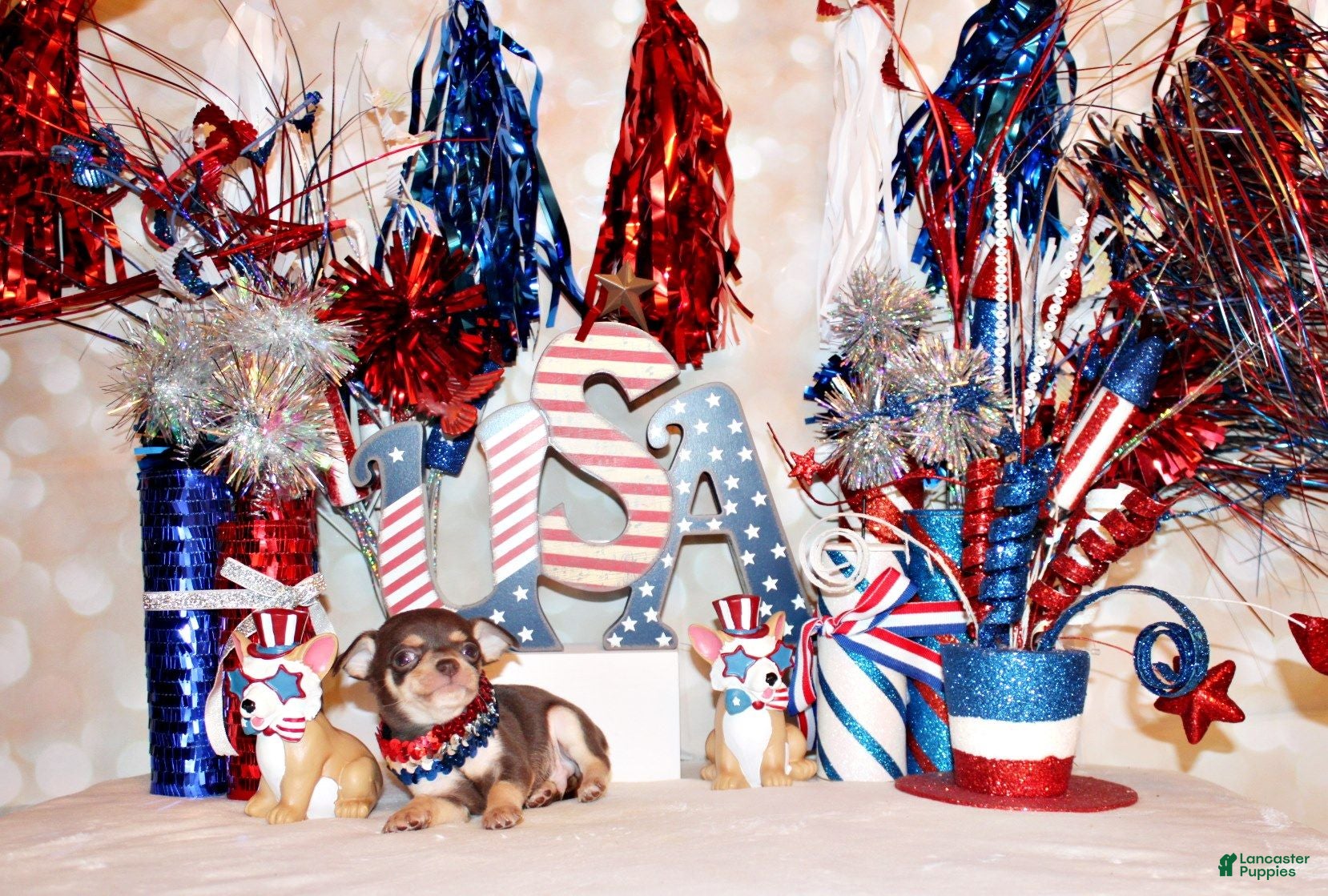 Chihuahua dogs Gossett - Ad 2
