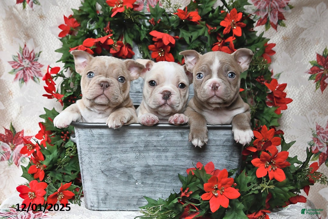 Frenchton dogs for sale: Joy - Ad 13