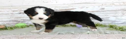 Bernese Mountain Dog dogs for sale: Major - Ad 3