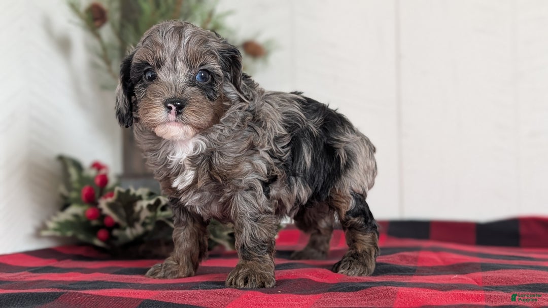 Cockapoo dogs for sale: Scout - Ad 5