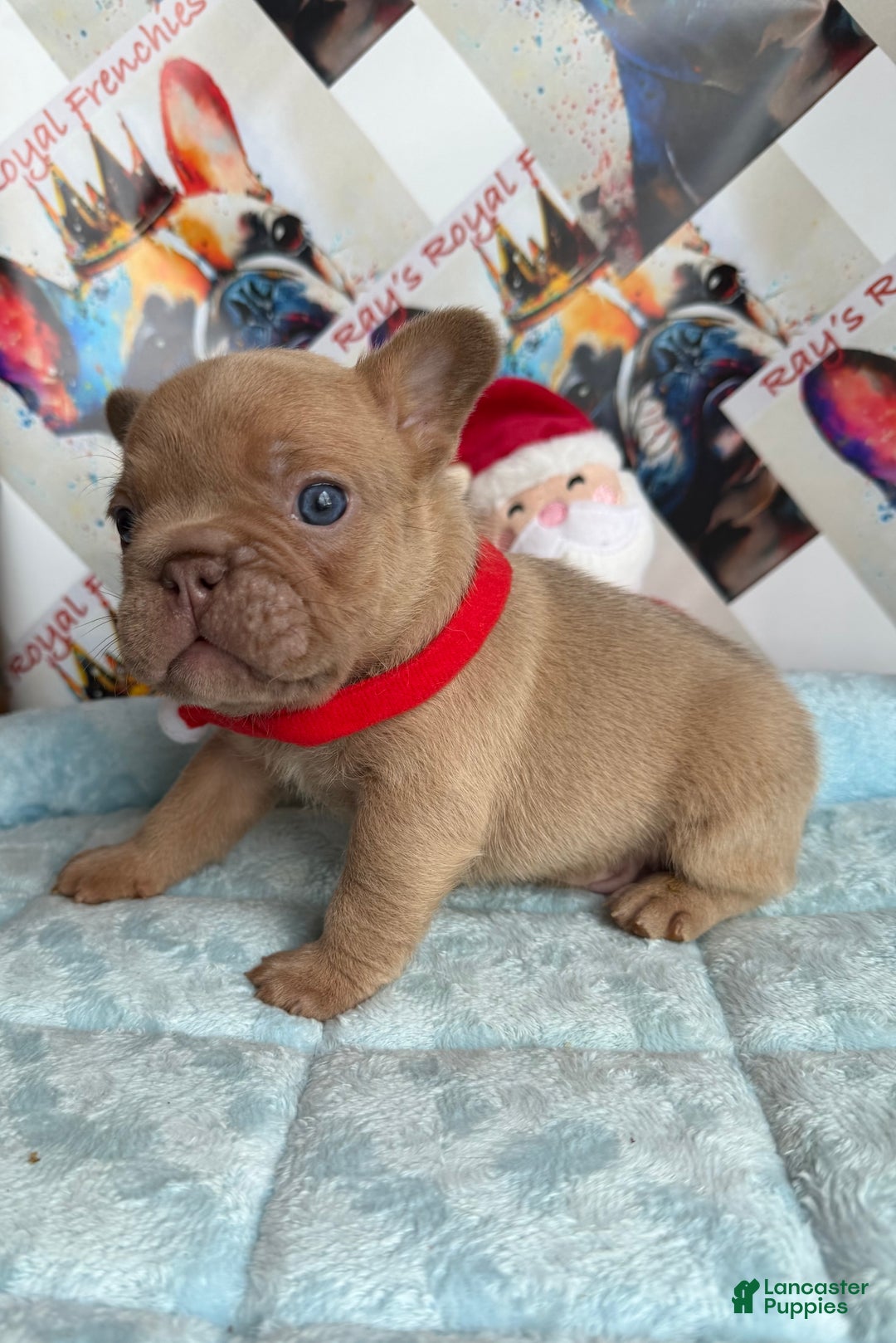 French Bulldog dogs for sale: Leonardo - Ad 3