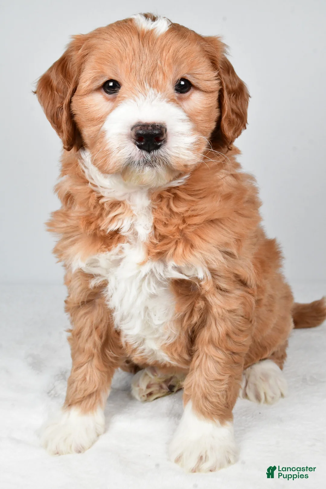 Mini Goldendoodle dogs for sale: Monica - Ad 1