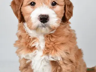Mini Goldendoodle dogs for sale: Monica - Ad 1