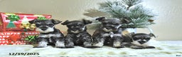 Miniature Schnauzer dogs for sale: Neal - Ad 5