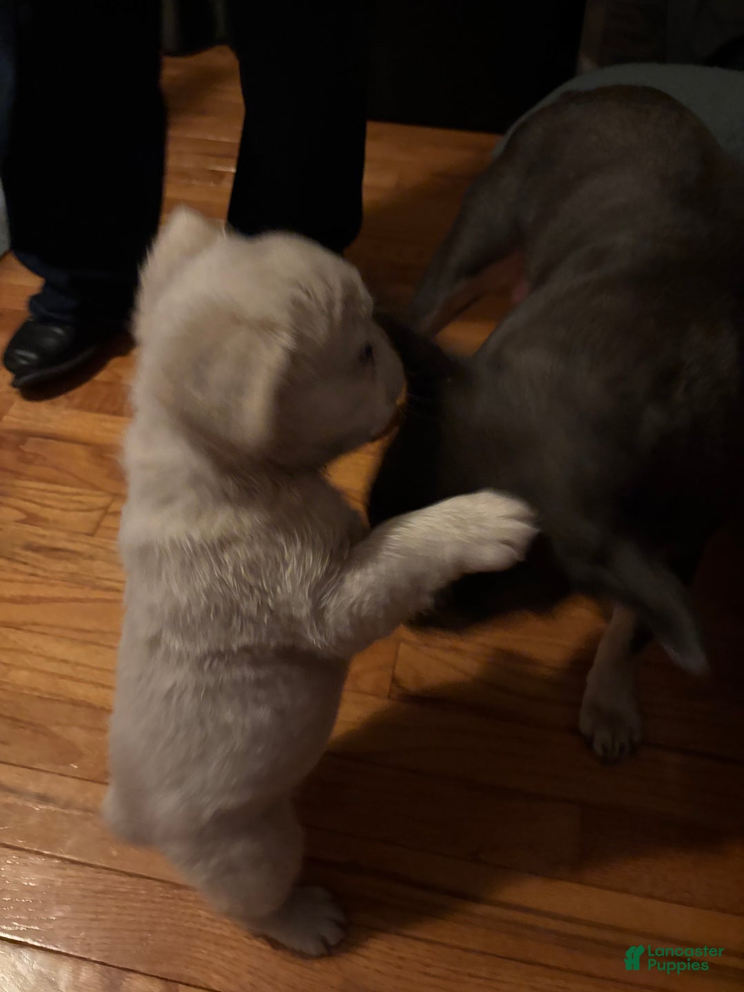 French Bulldog dogs for sale: Poli (short for Polar Bear) - Ad 2