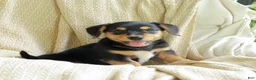 Mixed Breed dogs for sale: Olive - Ad 4