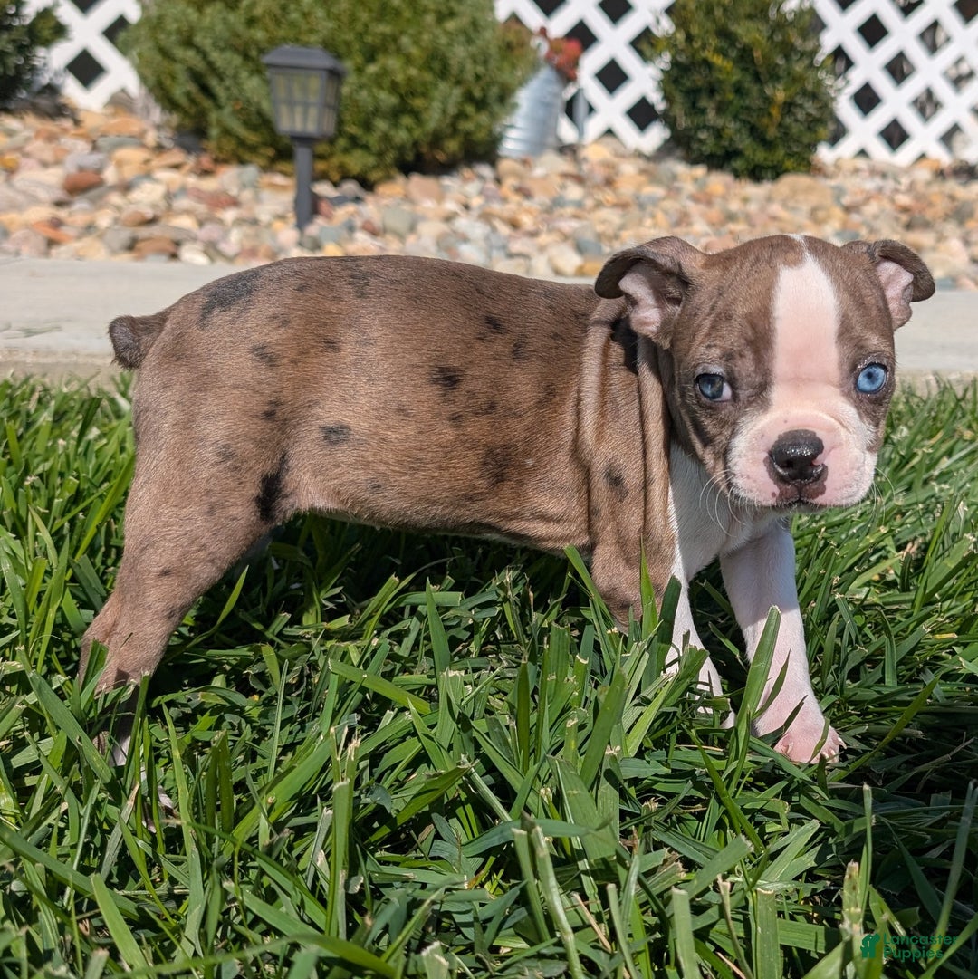 Boston Terrier dogs for sale: Lavender - Ad 5