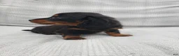 Miniature Dachshund dogs for sale: Miniature Dachshund Puppy 2 - Ad 4