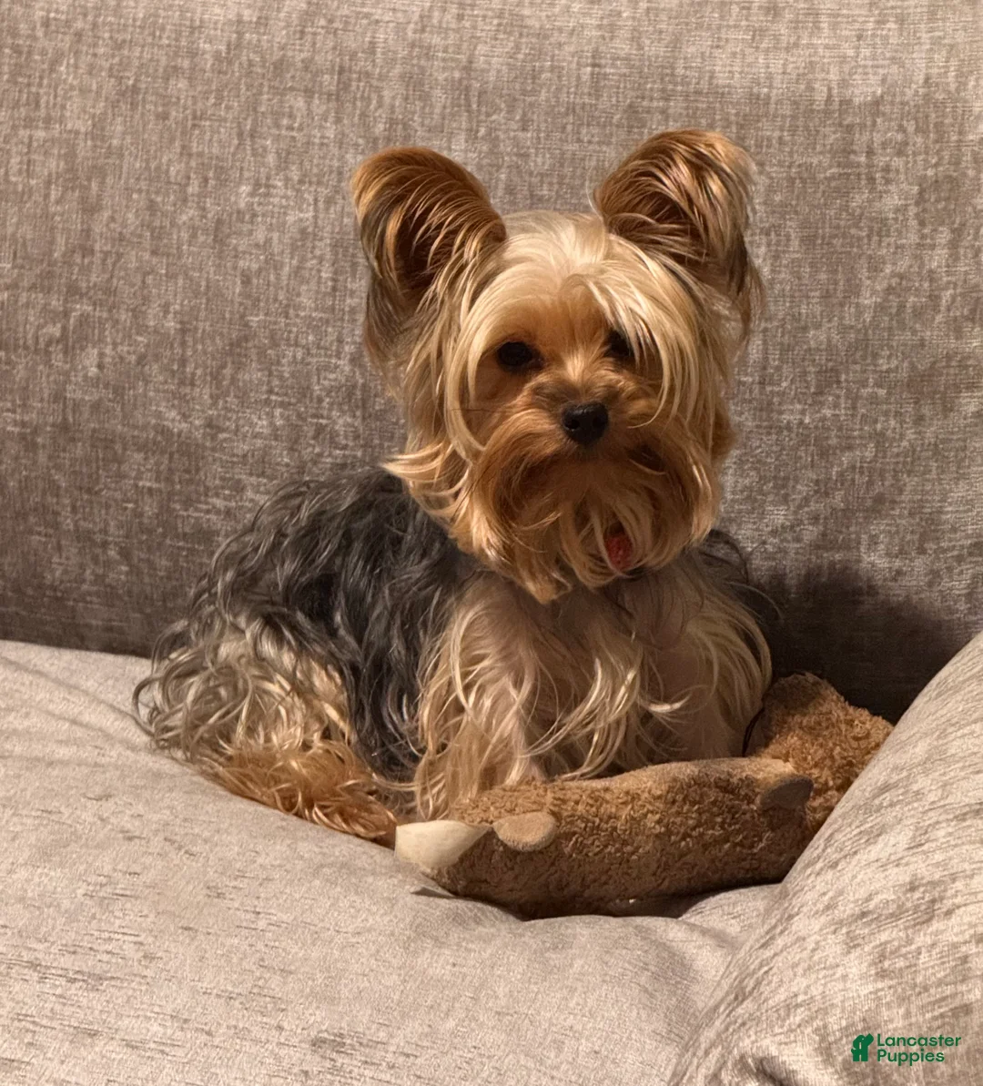 Yorkshire Terrier dogs for sale: Yorkshire Terrier Puppy 1 - Ad 9