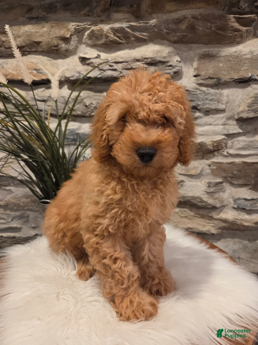 Mini Goldendoodle dogs for sale: BLAZE - Mini Goldendoodle Fluffy Puppy - Ad 2