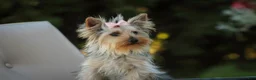 Yorkshire Terrier dogs for sale: Lucy - Ad 4