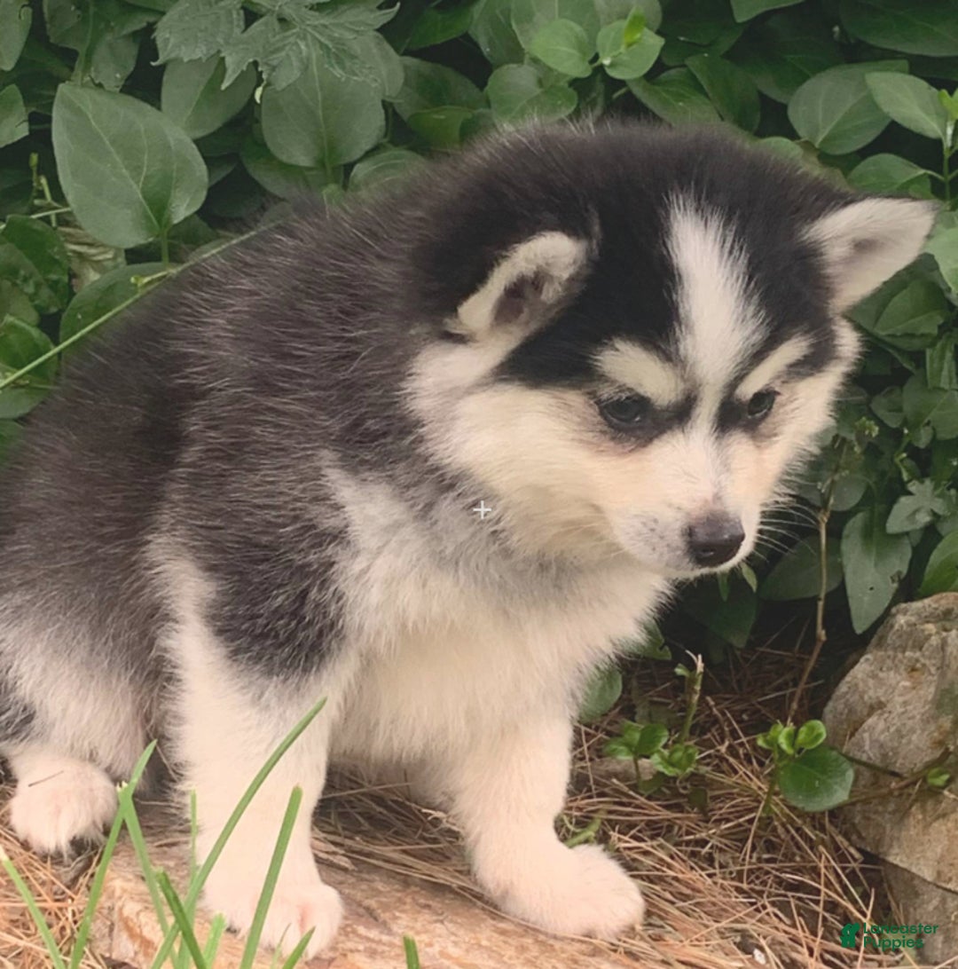 Alaskan Klee Kai dogs for sale: Tucker ~ Sweet Mini Husky - Ad 5