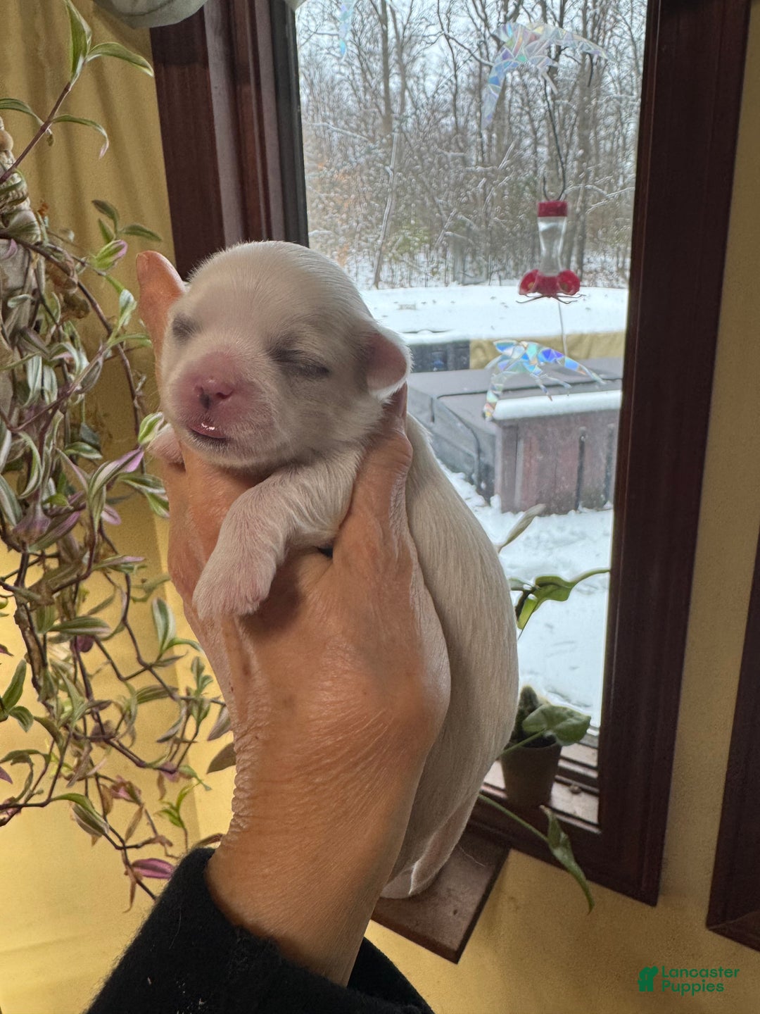 Shih Tzu dogs for sale: Tulip - Ad 1