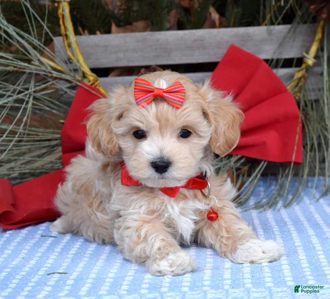 Maltipoo dogs for sale: Missy - Ad 10