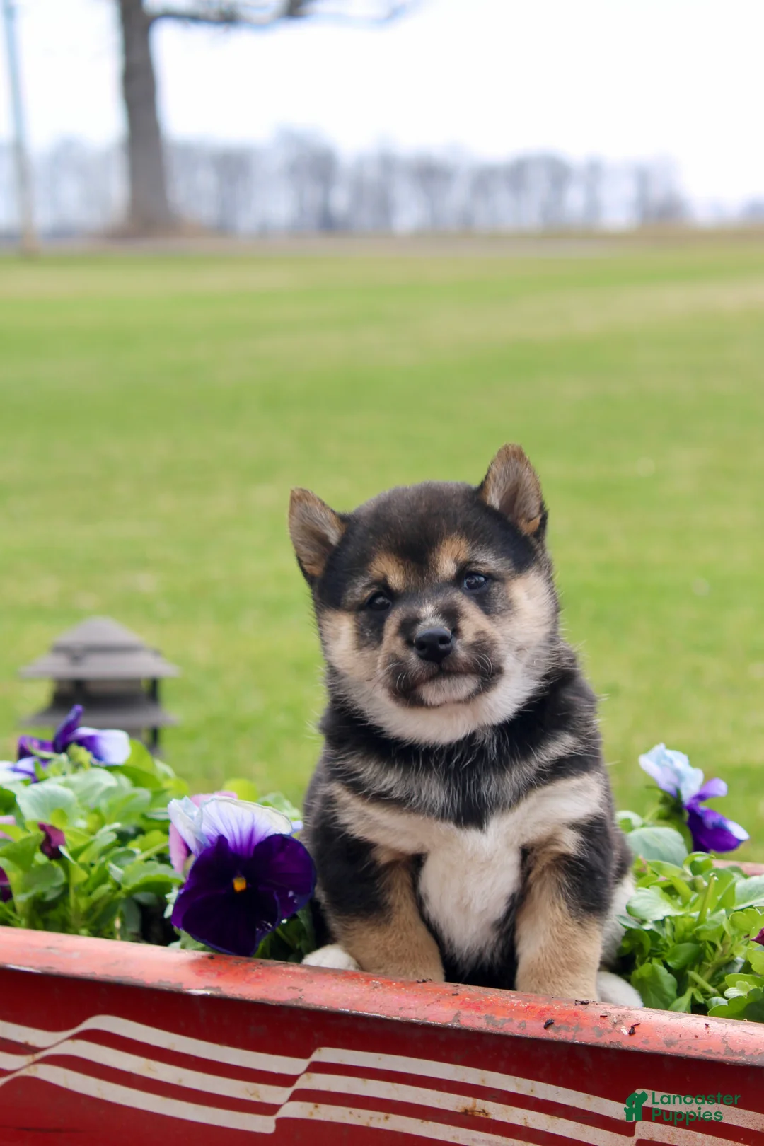 Shiba Inu dogs for sale: Teagan - Ad 1