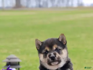 Shiba Inu dogs Teagan - Ad 16