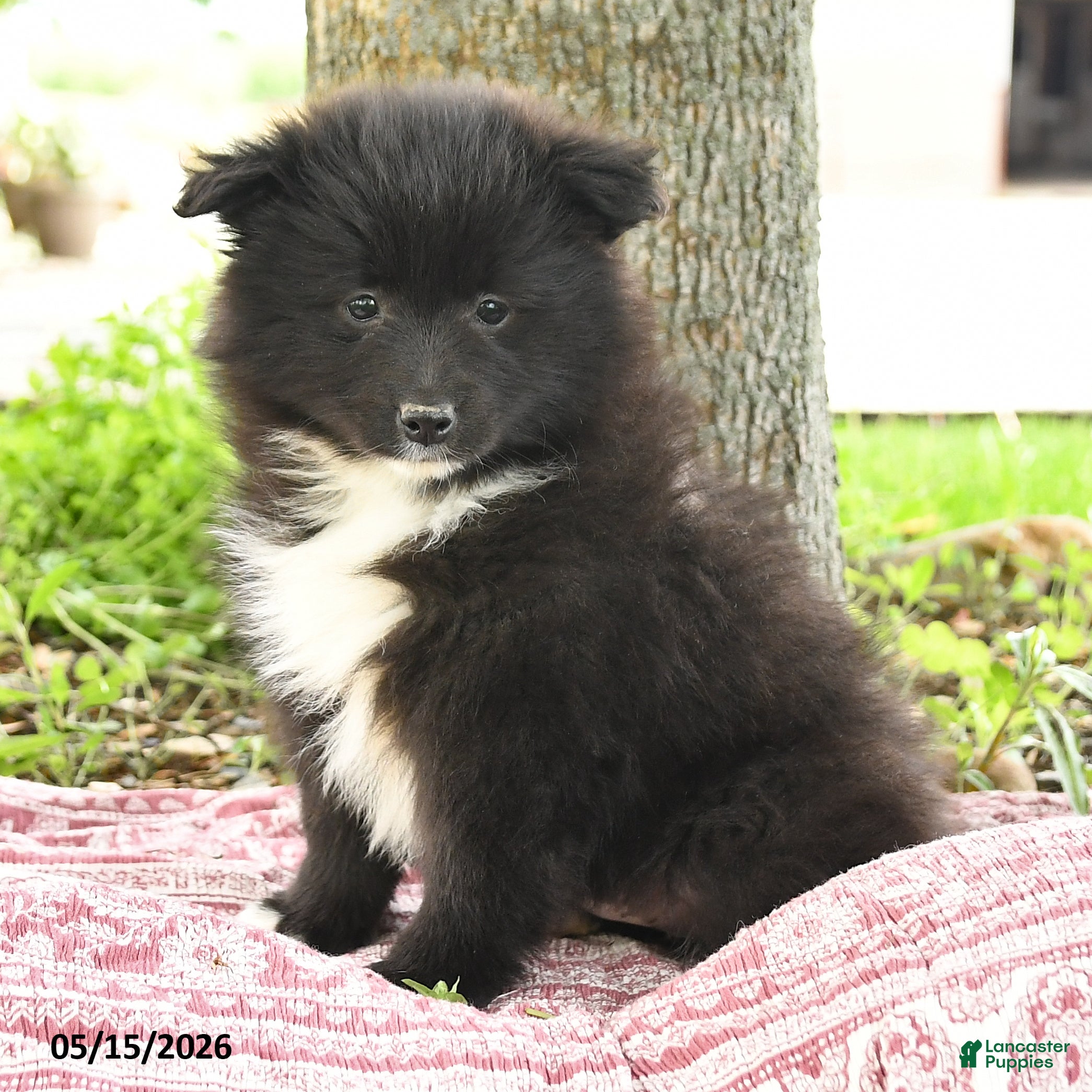 Pomsky dogs Gail - Ad 2