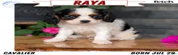 Cavalier King Charles Spaniel dogs for sale: Raya - Ad 1