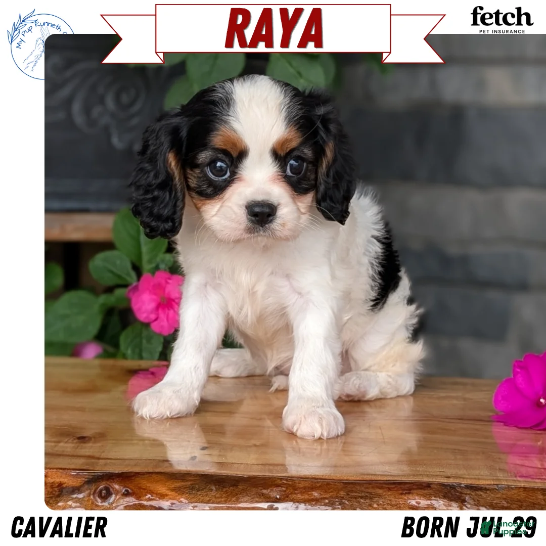 Cavalier King Charles Spaniel dogs for sale: Raya - Ad 1