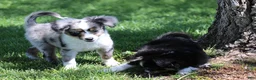 Toy Australian Shepherd dogs for sale: Shep is a blue merle with tail - Ad 5