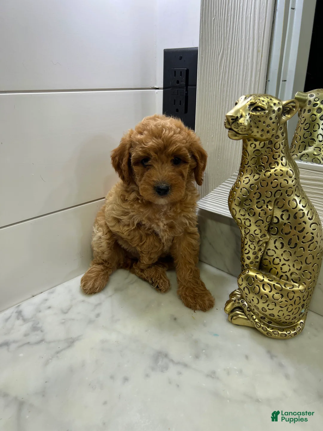 Toy Poodle dogs for sale: Mochi 🤍🐩 - Ad 2
