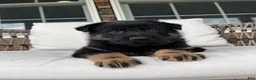 German Shepherd dogs for sale: Murphy - Ad 6