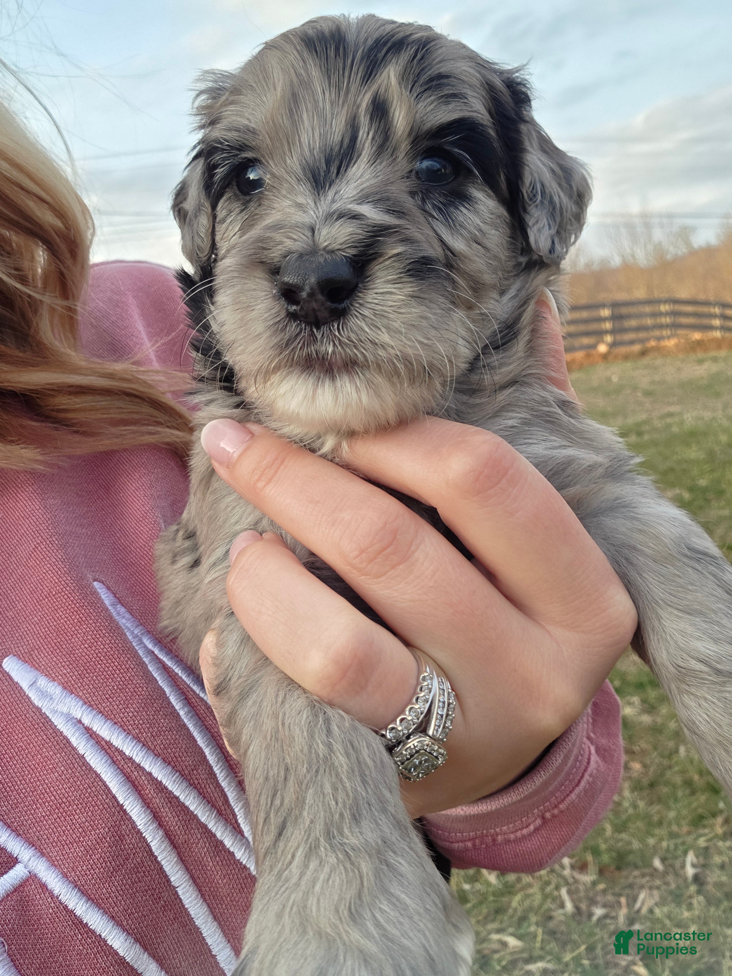 Mini Aussiedoodle dogs Chace  - Ad 1