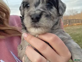 Mini Aussiedoodle dogs for sale: Chace - Ad 1